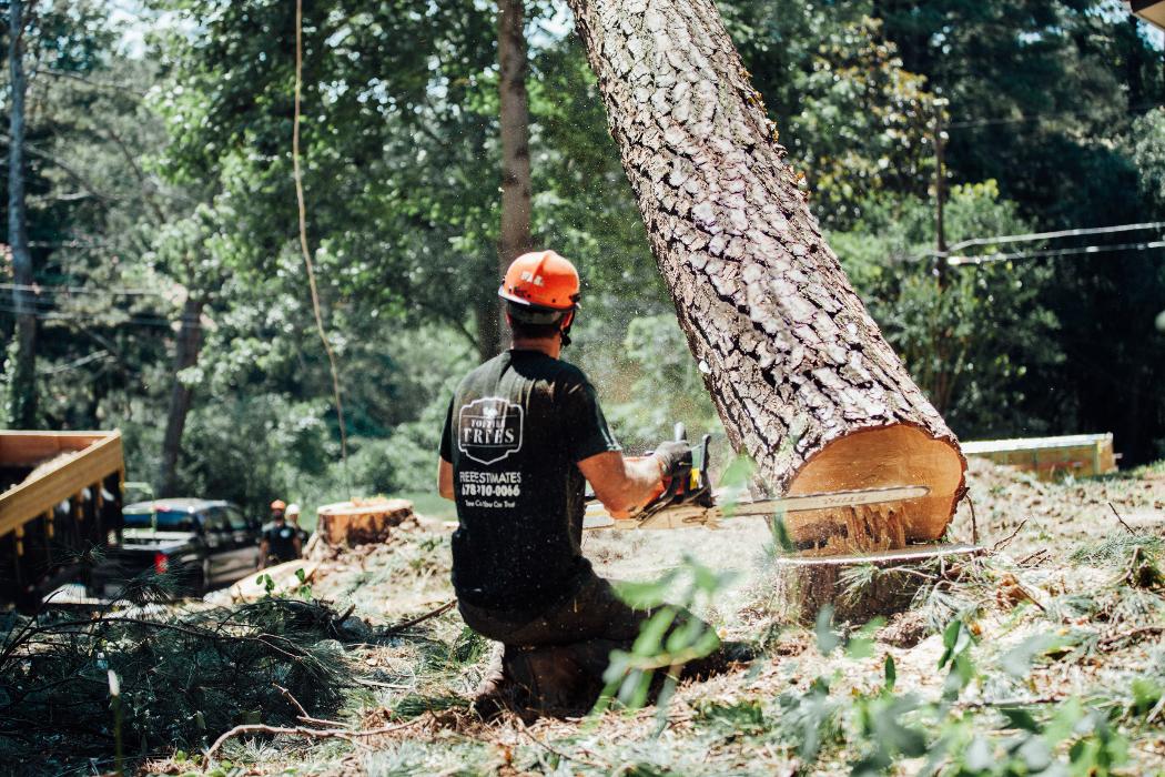 Top Tier Trees Image