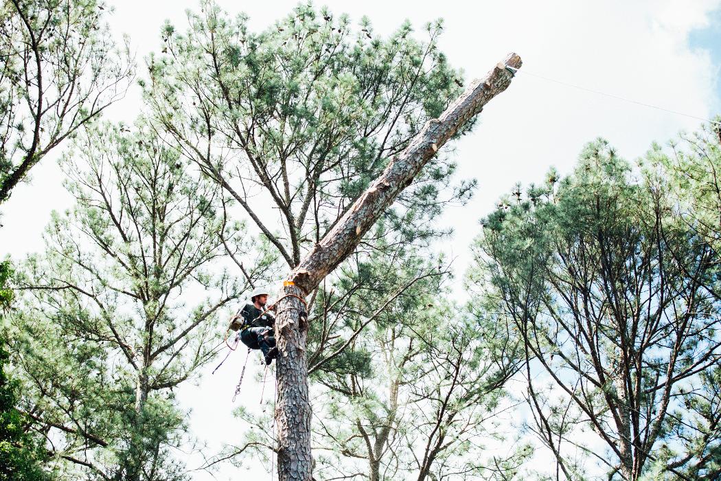 Top Tier Trees Image