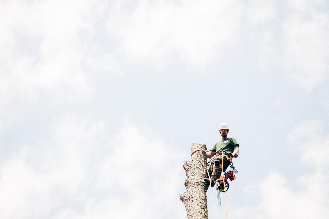 Top Tier Trees Image