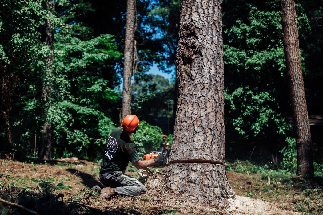 Top Tier Trees Image