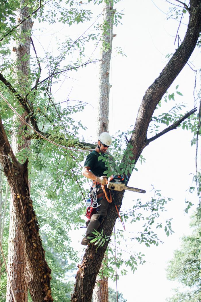 Top Tier Trees Image