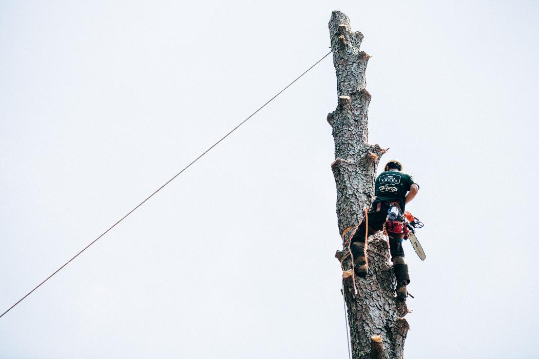 Top Tier Trees Image