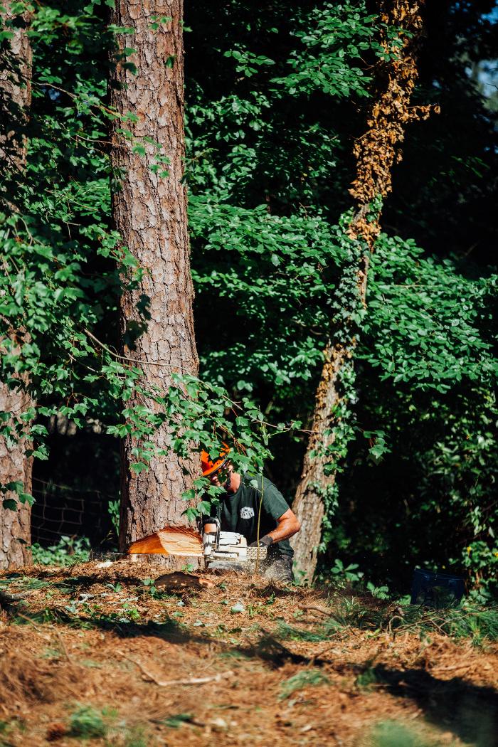 Top Tier Trees Image