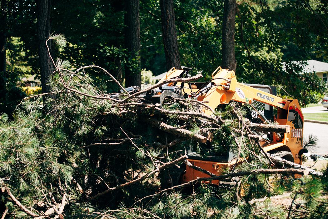 Top Tier Trees Image