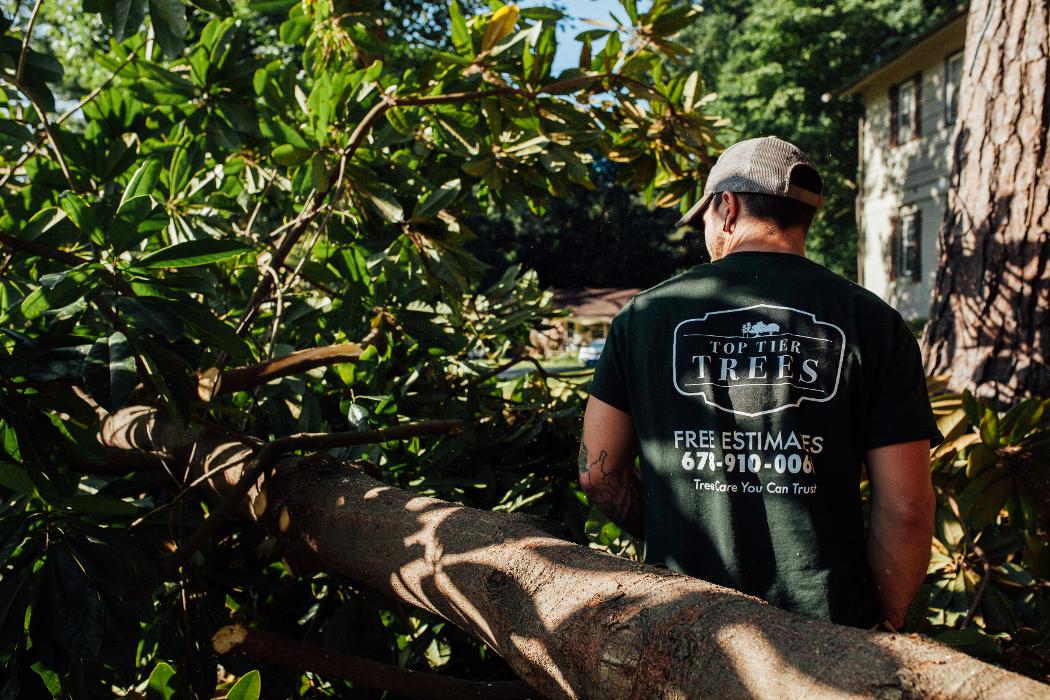 Top Tier Trees Image