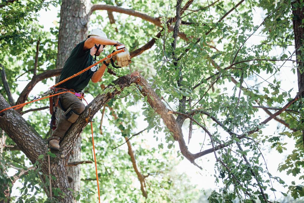 Top Tier Trees Image