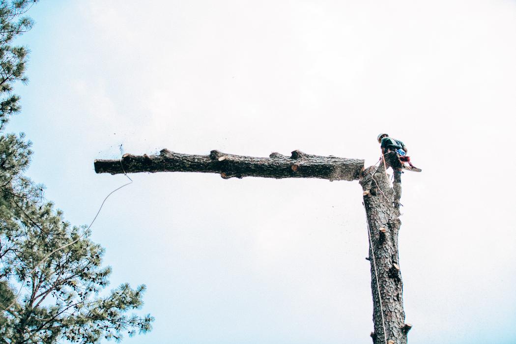 Top Tier Trees Image