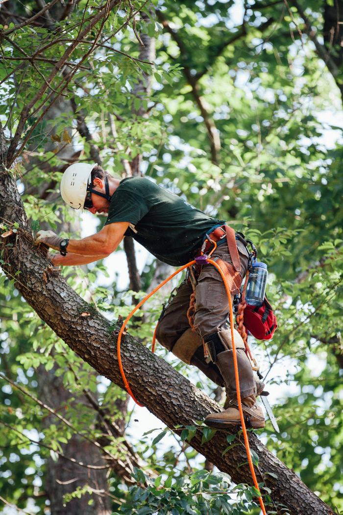 Top Tier Trees Image