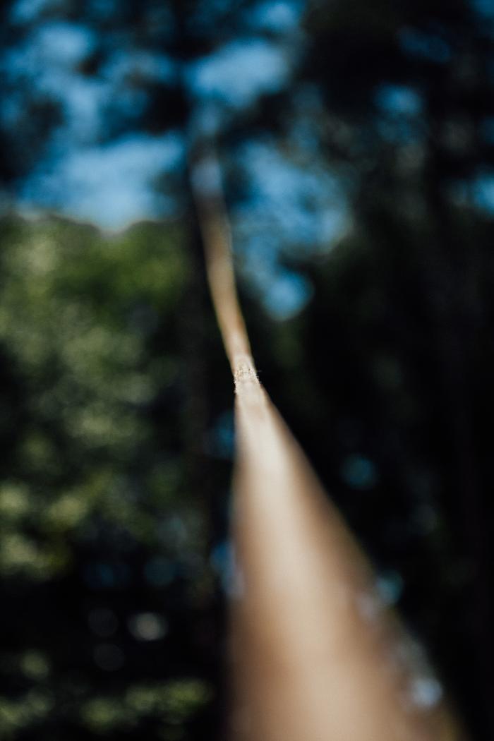 Top Tier Trees Image