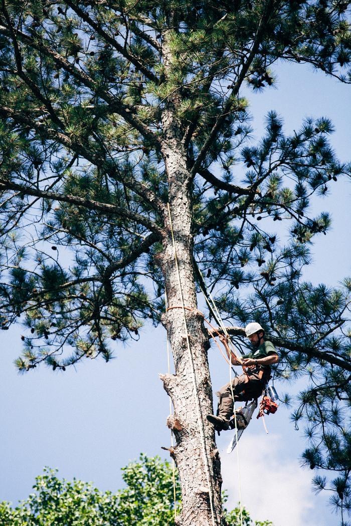 Top Tier Trees Image