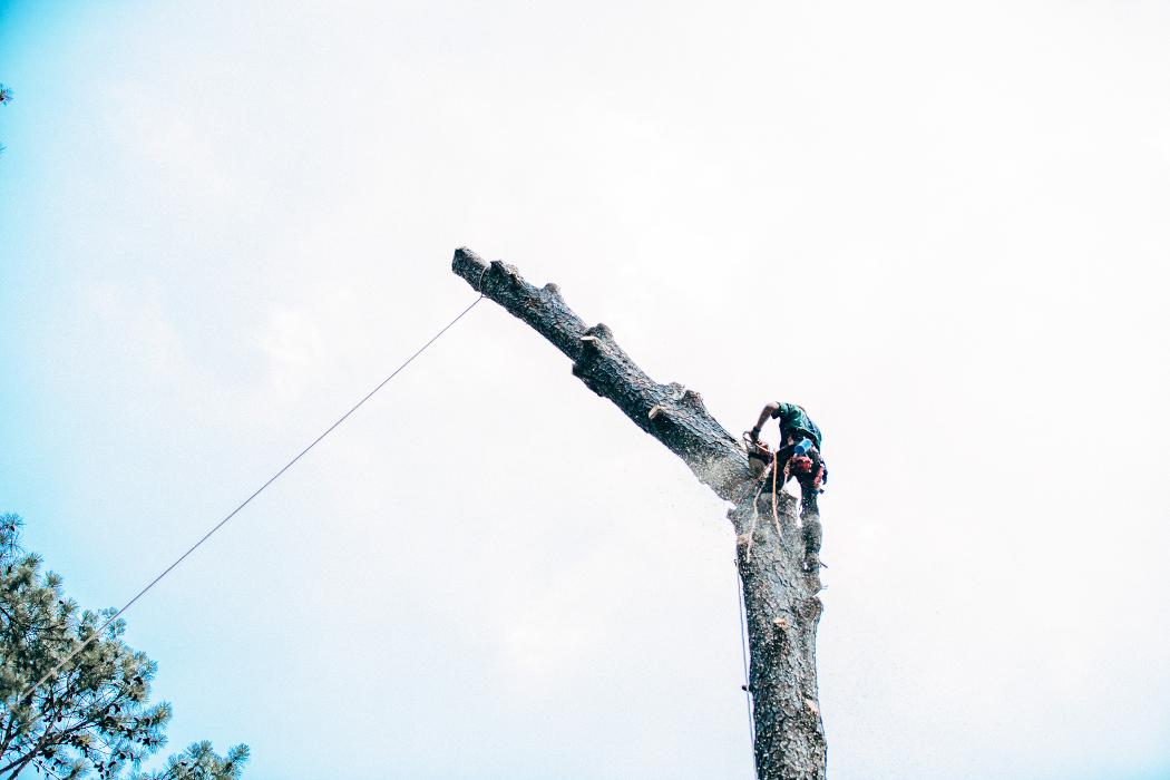 Top Tier Trees Image