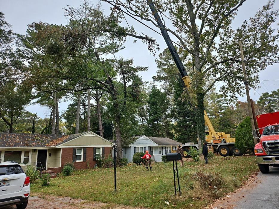 Southeast Tree Image