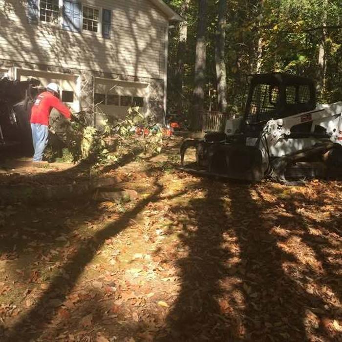 Southeast Tree Image