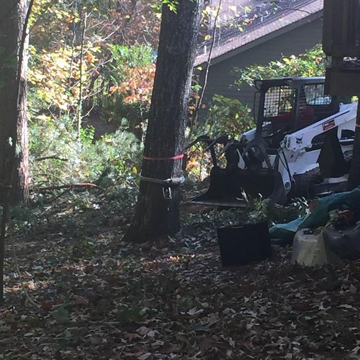 Southeast Tree Image