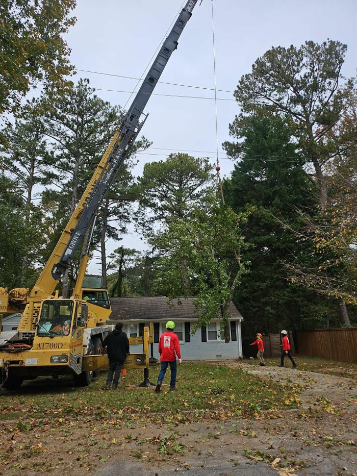 Southeast Tree Image