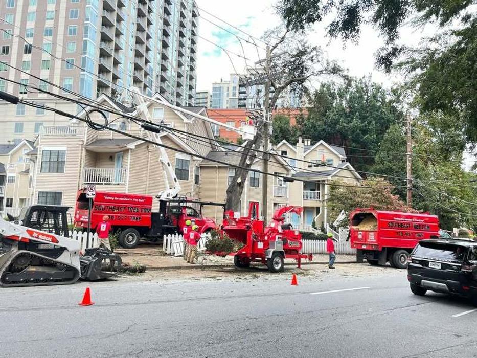 Southeast Tree Image