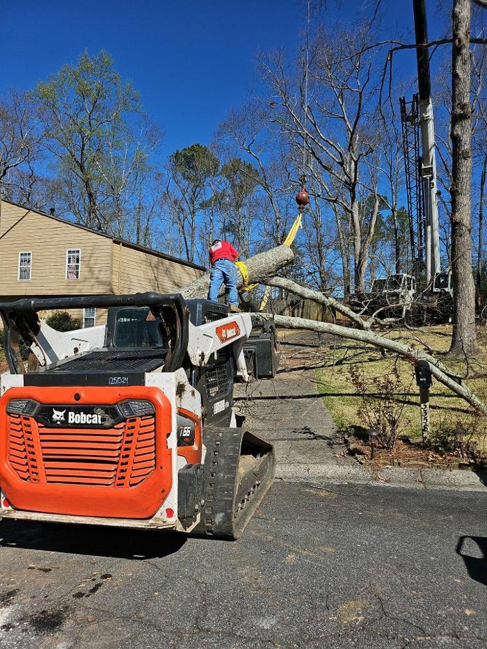 Southeast Tree Image