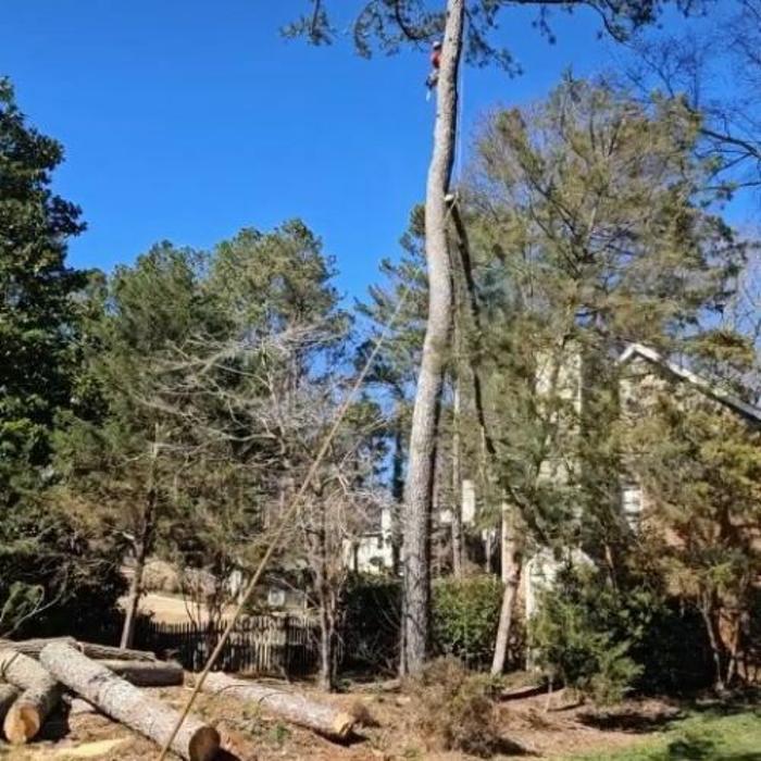 Southeast Tree Image