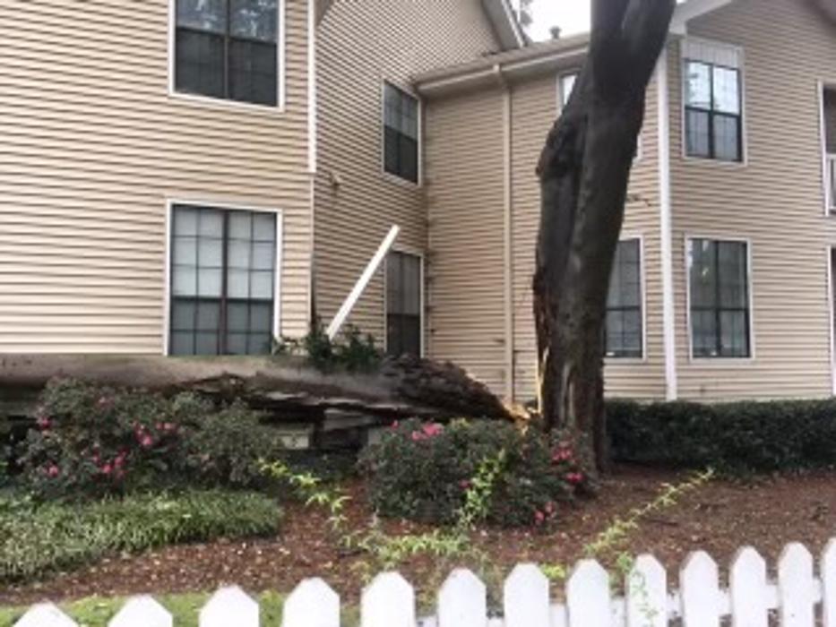 Southeast Tree Image