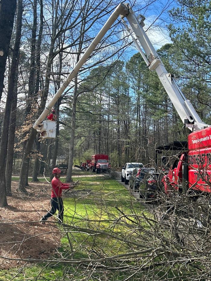 Southeast Tree Image
