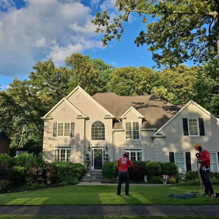 Southeast Tree Image