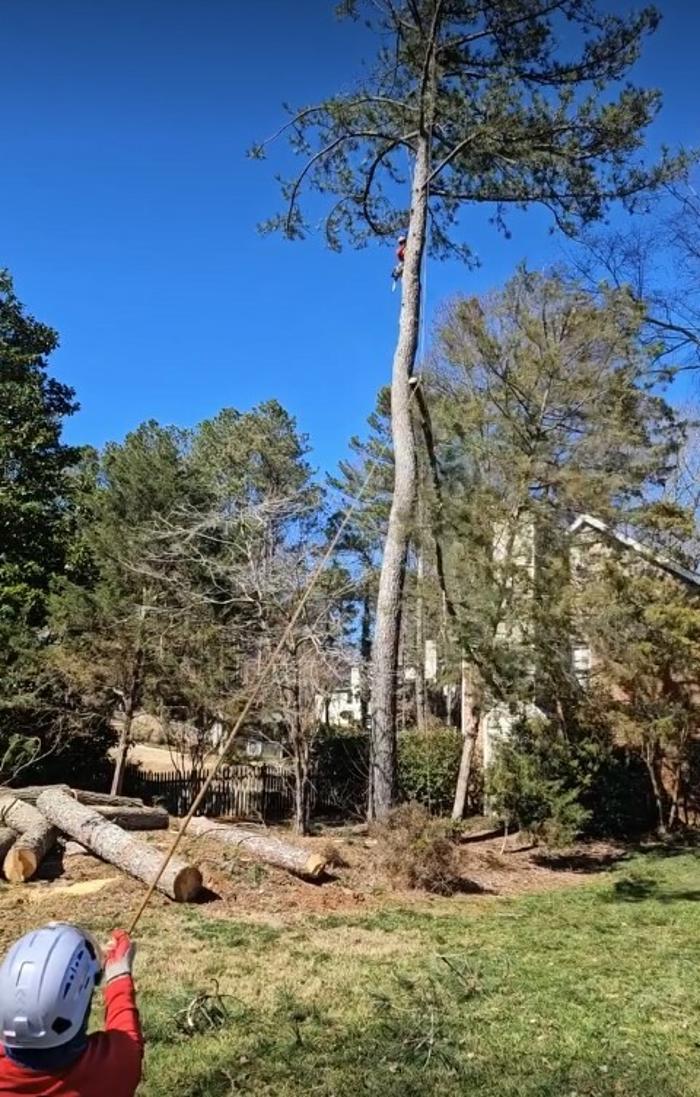 Southeast Tree Image