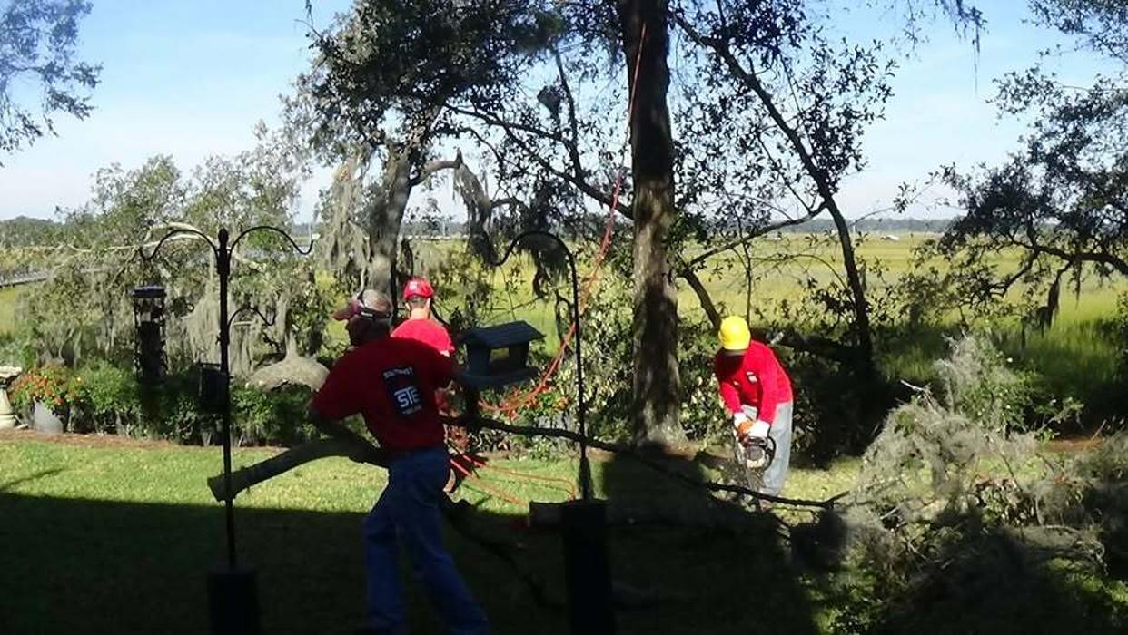 Southeast Tree Image