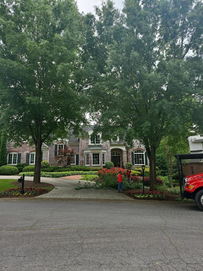 Southeast Tree Image