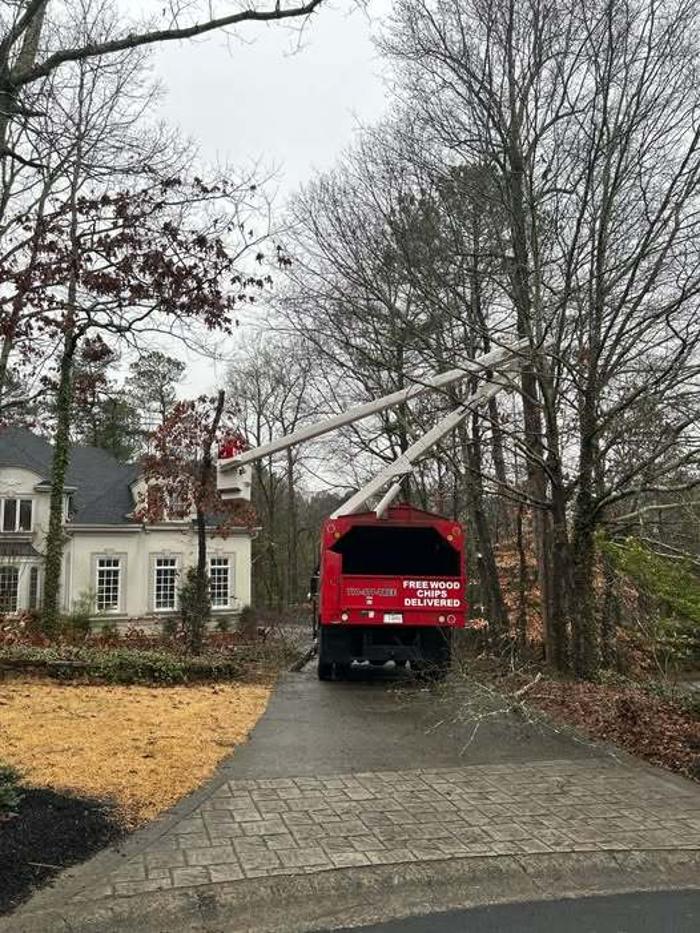 Southeast Tree Image