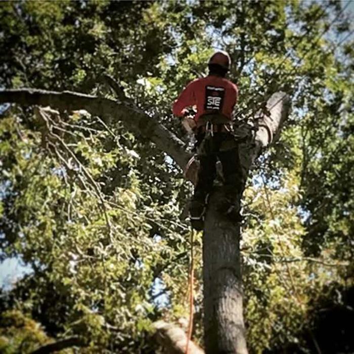 Southeast Tree Image