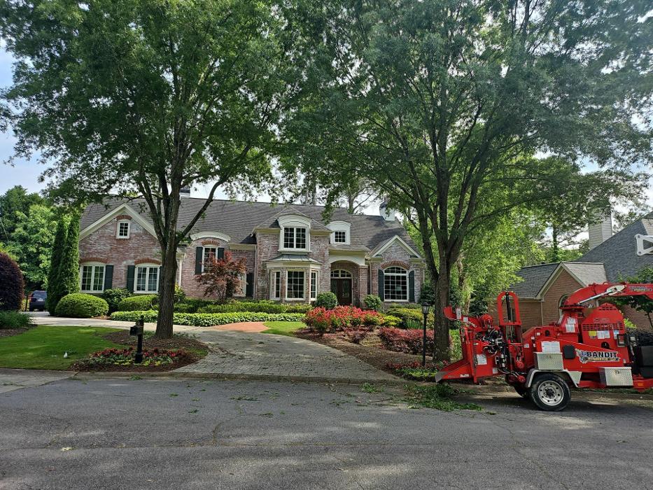 Southeast Tree Image