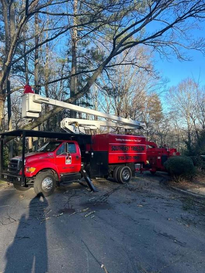 Southeast Tree Image