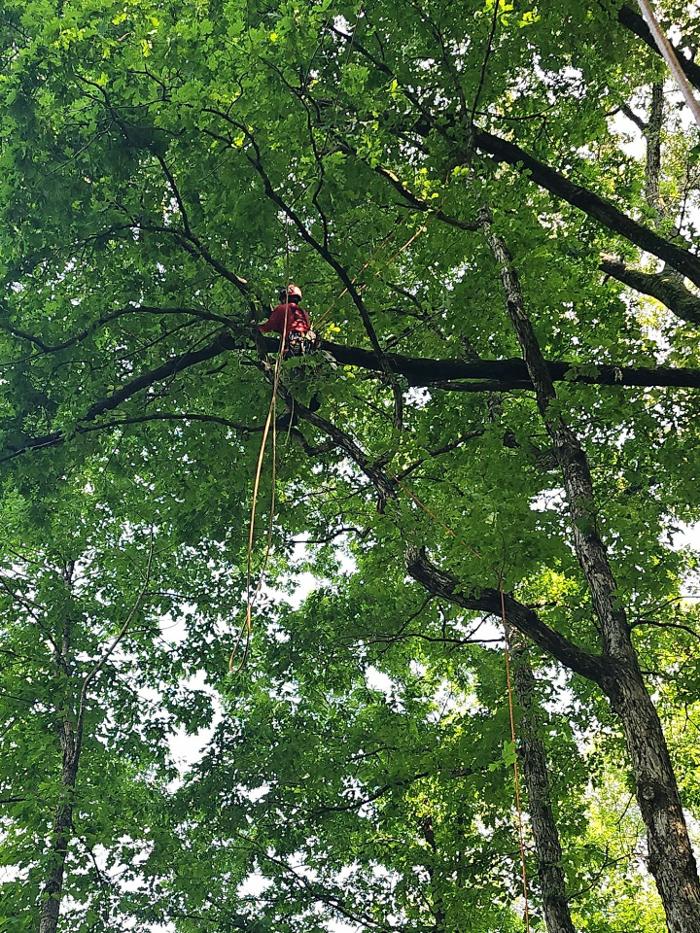 Southeast Tree Image