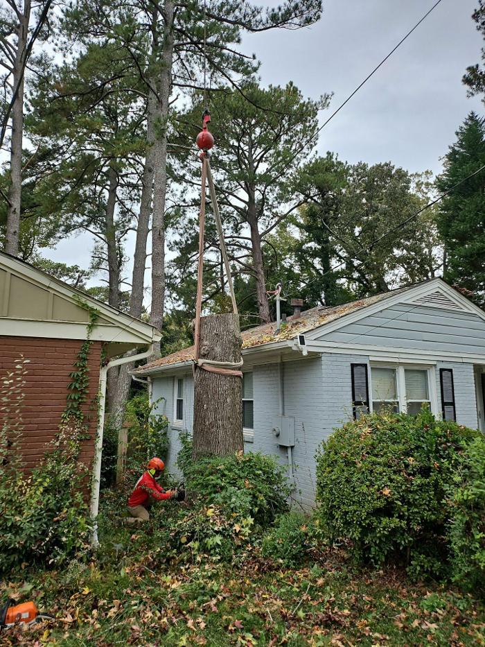 Southeast Tree Image