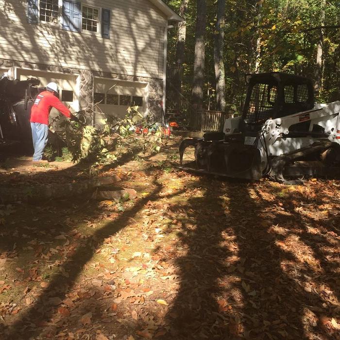 Southeast Tree Image