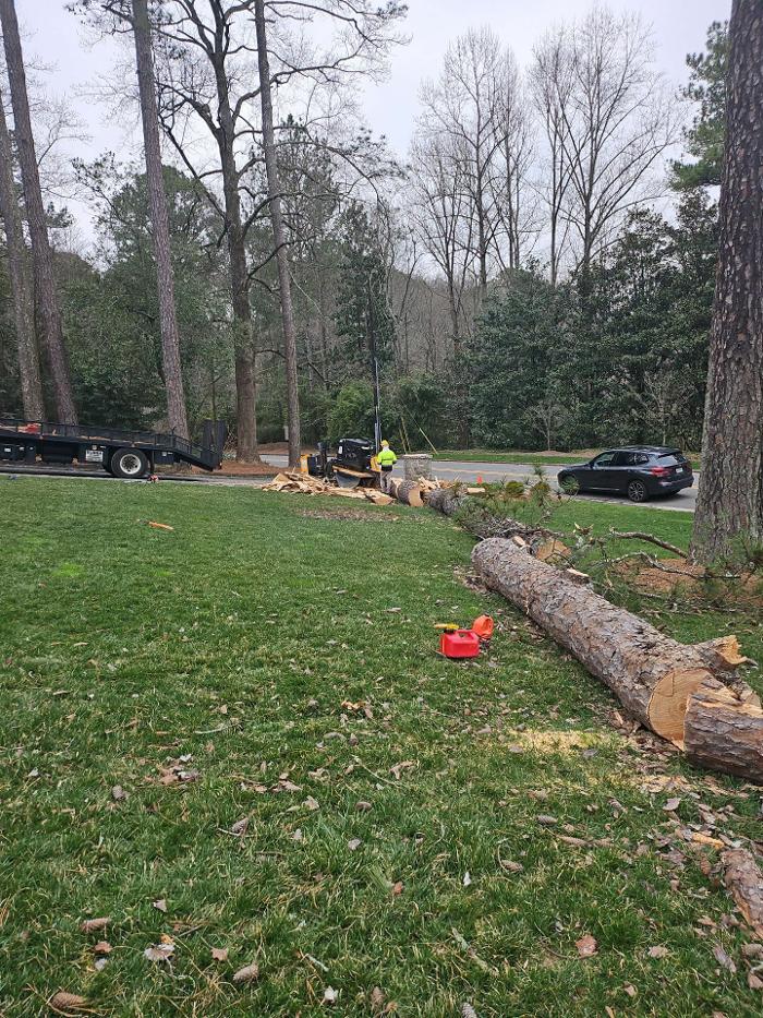 Southeast Tree Image