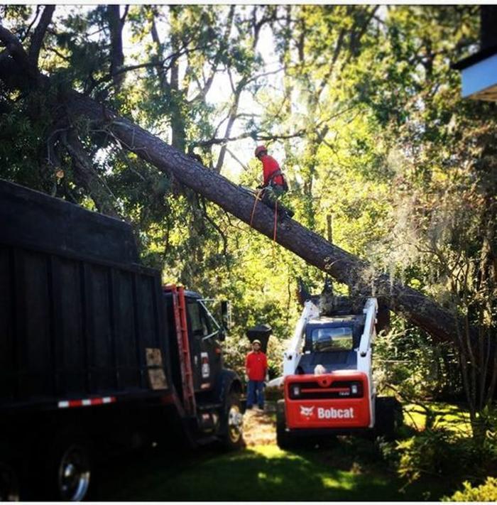 Southeast Tree Image