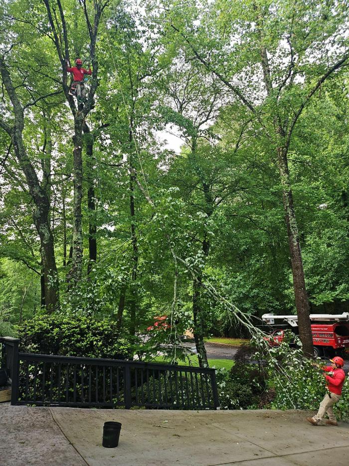 Southeast Tree Image