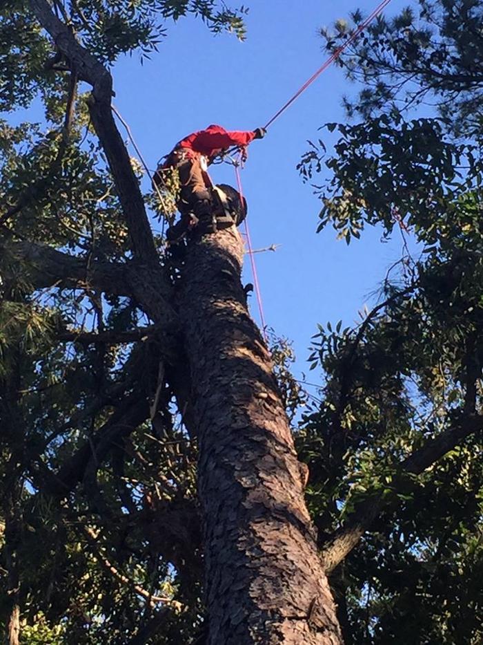 Southeast Tree Image