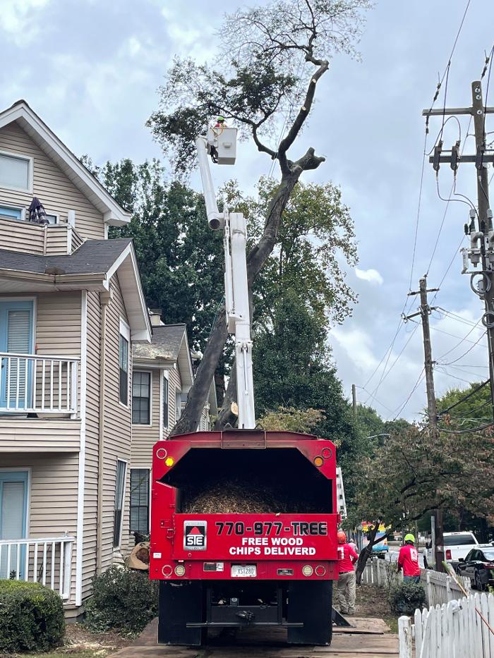 Southeast Tree Image