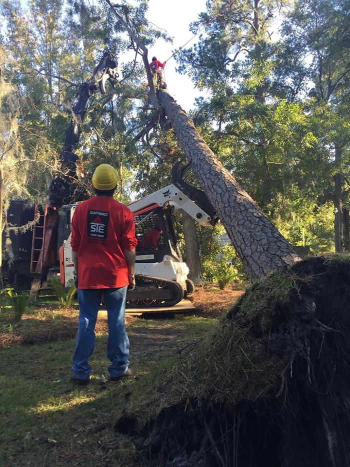 Southeast Tree Image