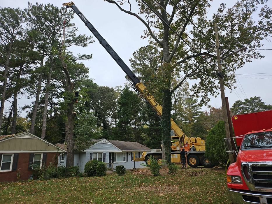 Southeast Tree Image