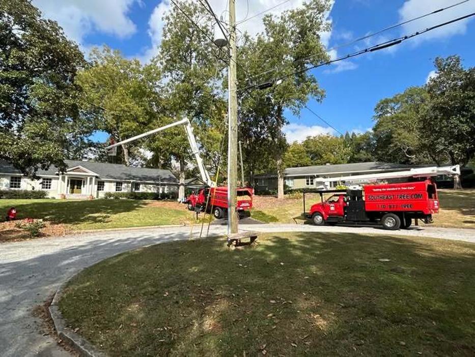 Southeast Tree Image