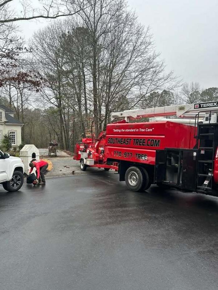 Southeast Tree Image