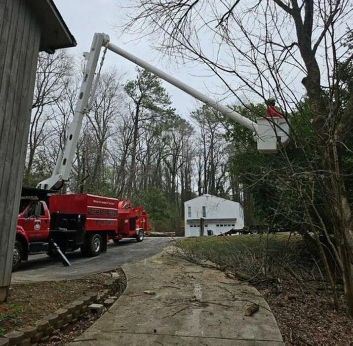 Southeast Tree Image