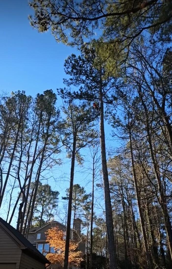 Southeast Tree Image