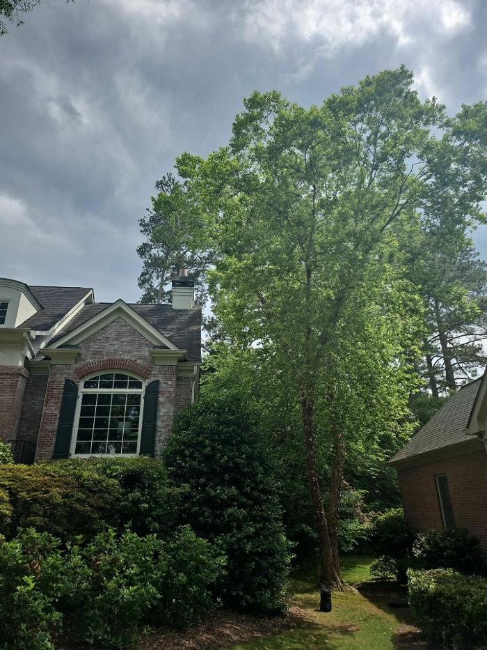 Southeast Tree Image