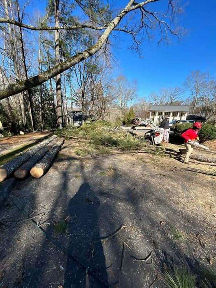 Southeast Tree Image