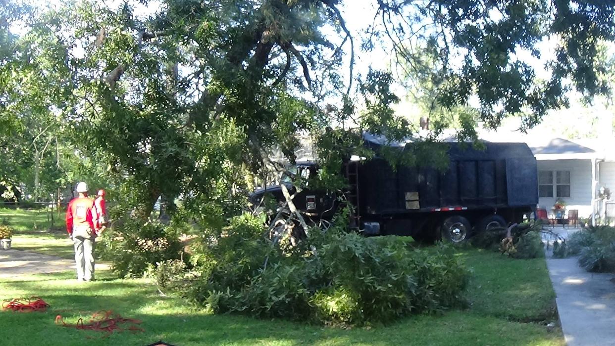 Southeast Tree Image