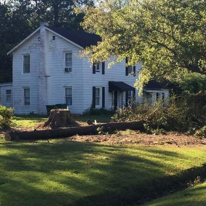 Southeast Tree Image